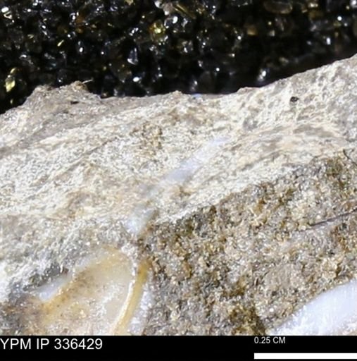 undet. Bivalvia