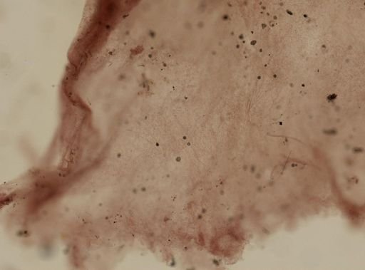 Carteriospongia