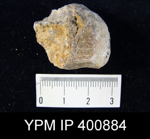 undet. Rhynchonellida