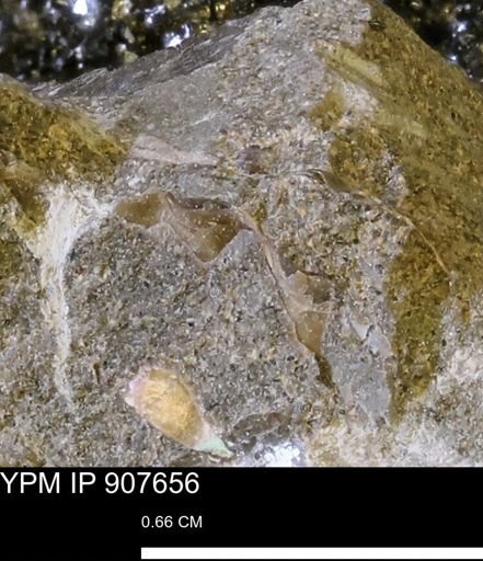 undet. Mollusca