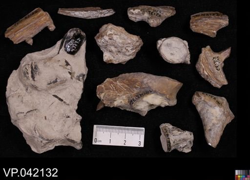 undet. Actinopterygii
