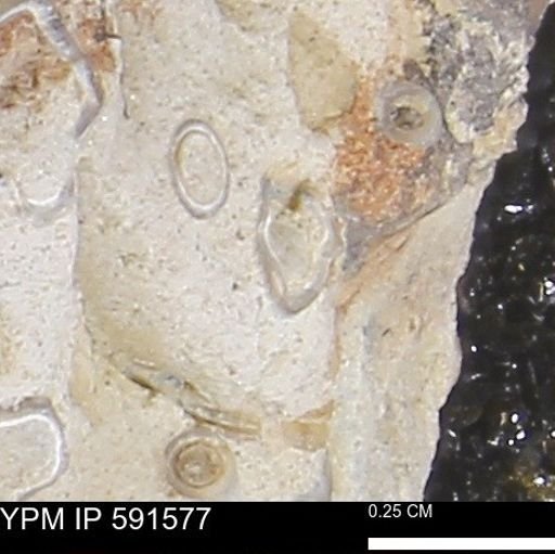 Serpulidae