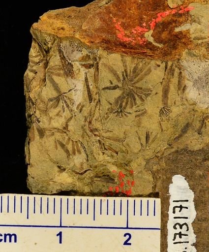 Asterophyllites sp.