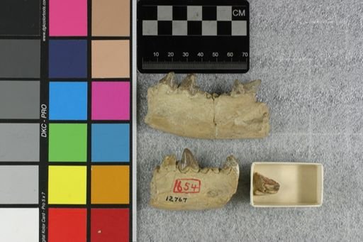 Hyaenodon (Protohyaenodon) crucians