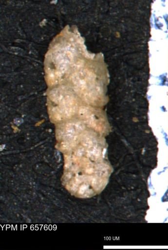 Ammobaculoides whitneyi