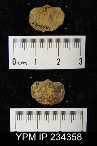Marginifera wabashensis