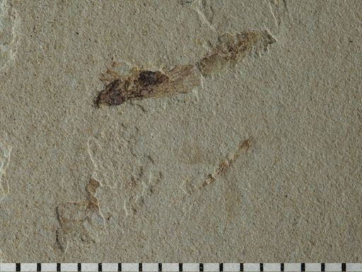 undet. Staphylinidae