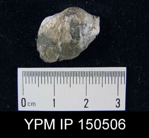 Orthorhynchula sp.