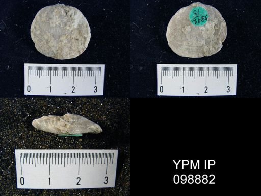 Rhipidomella oblata