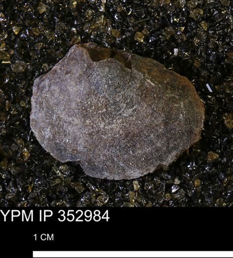 Limopsis striatopunctatus
