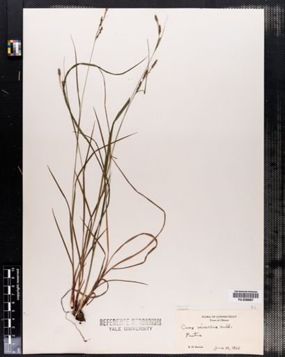 Carex virescens