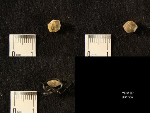 undet. Dalmanelloidea