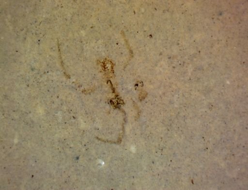 undet. Heteroptera