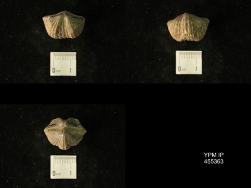 Platystrophia acutilirata senex