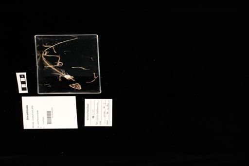 Oplurus quadrimaculatus