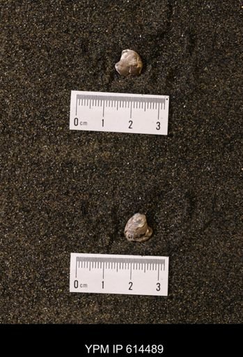 Limopsis striatopunctatus