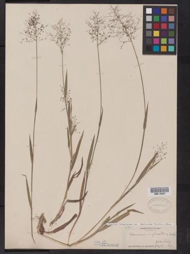 Panicum lanuginosum