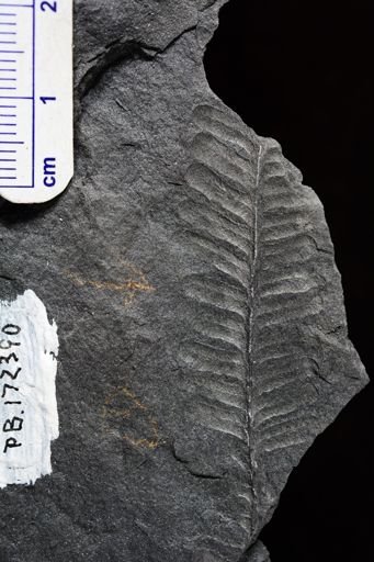 Pecopteris sp.