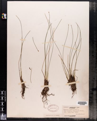 Scirpus caespitosus