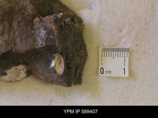 undet. Scaphitidae