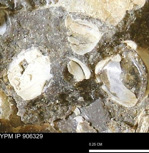 undet. Bivalvia