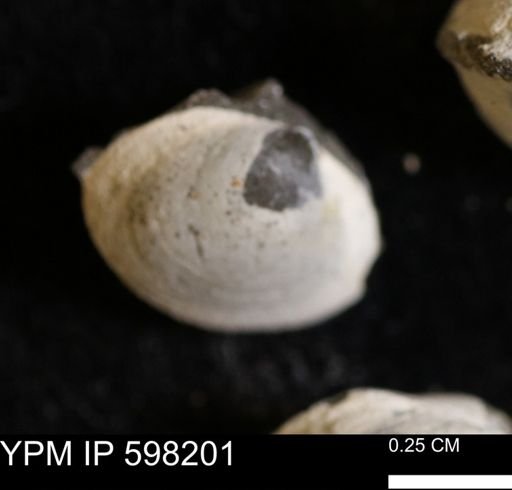 Limopsis striatopunctatus