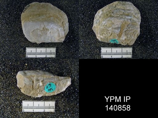 Derbya grandis