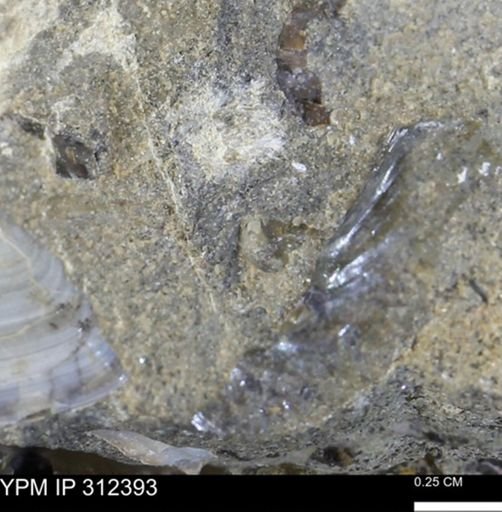 undet. Mollusca
