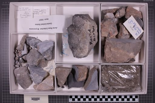 mixed taxa, stratigraphic collection
