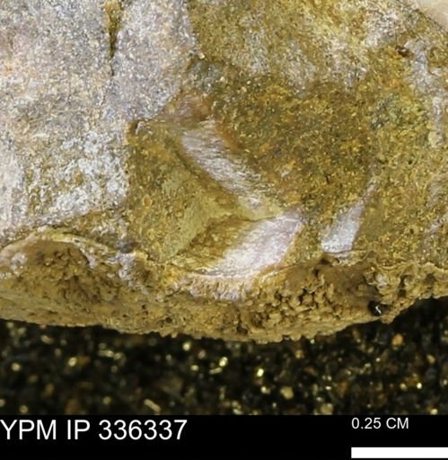 undet. Mollusca