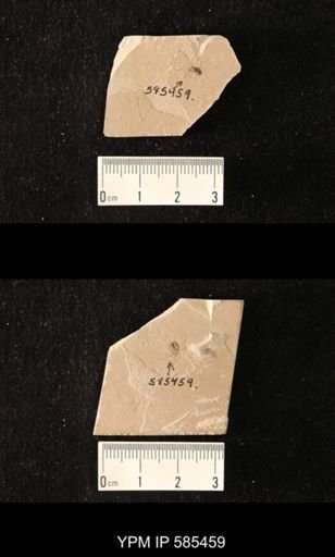 undet. Coleoptera