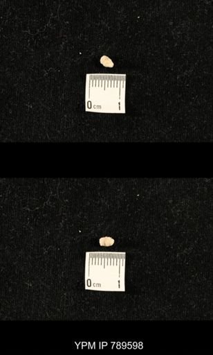 undet. Bryozoa