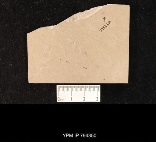 undet. Hymenoptera
