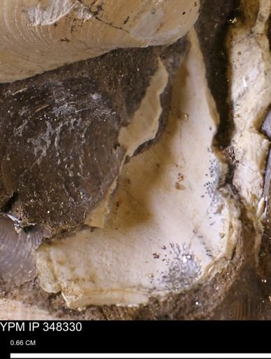 undet. Bivalvia