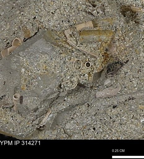 undet. Scaphopoda