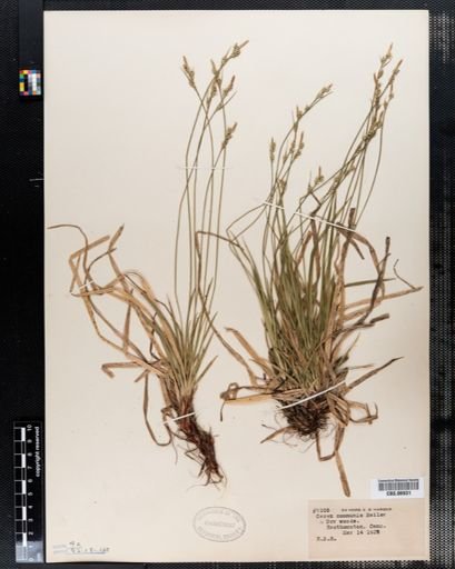 Carex communis