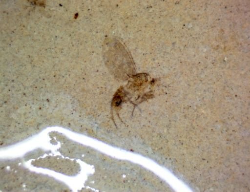 undet. Diptera