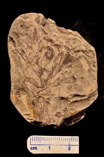 Asplenium dicksonianum
