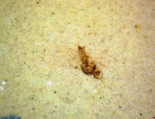 undet. Diptera