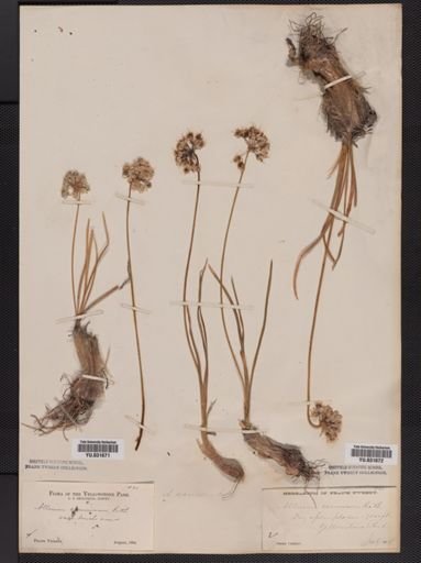 Allium