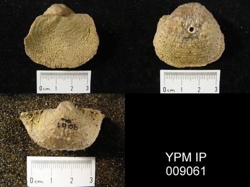 Pulchratia sp.