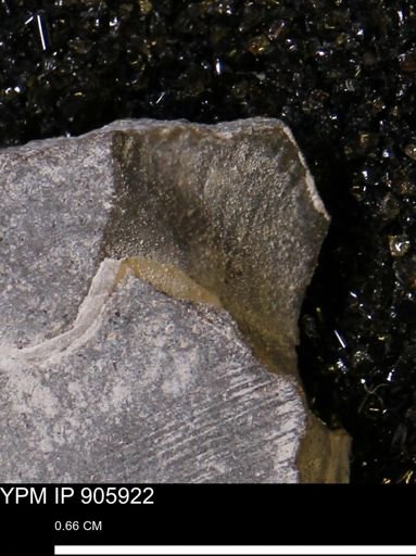 undet. Bivalvia