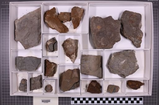 mixed taxa, stratigraphic collection