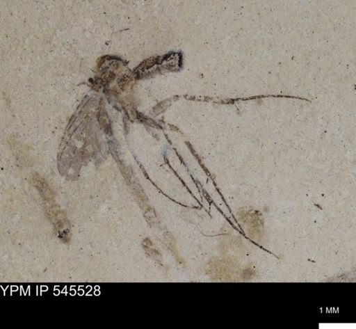 undet. Diptera