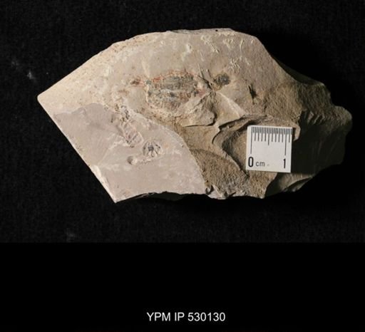Elrathia kingi