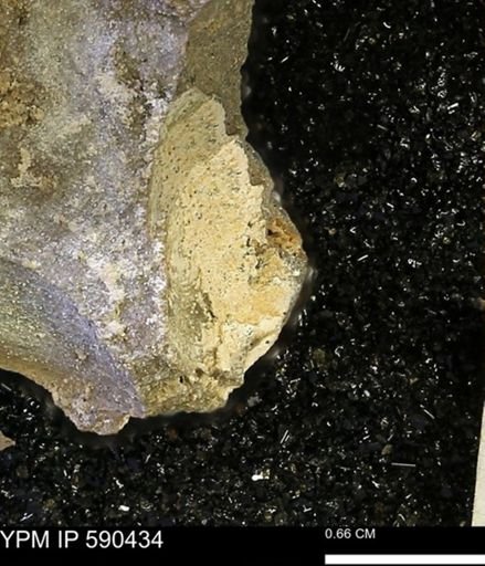 undet. Bivalvia