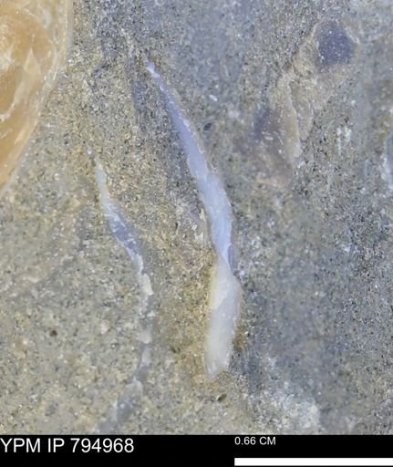 undet. Bivalvia