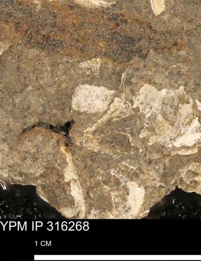 undet. Mollusca