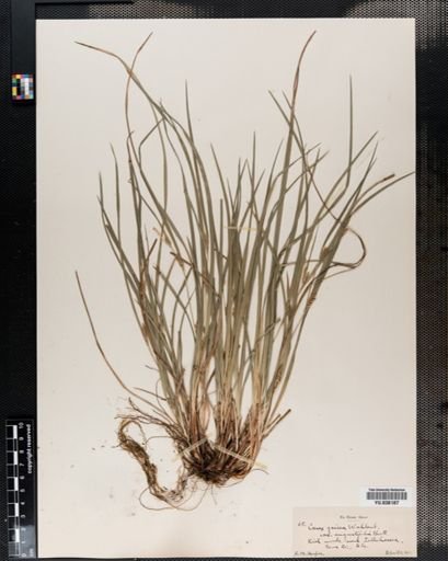 Carex amphibola