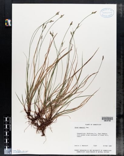 Carex emmonsii